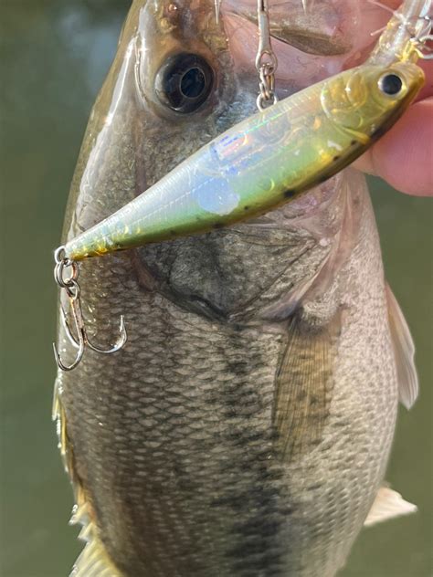 ノリ さんの 2023年11月21日のブラックバスの釣り・釣果情報愛知県 庄内川 アングラーズ 釣果500万件の魚釣り情報サイト