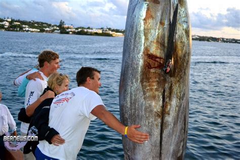 Photos/Video: 1289lb Blue Marlin Caught - Bernews