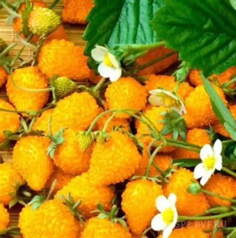 Рассада земляники выкуп 31 - совместные закупки. Оставить заказ на sp2 ...