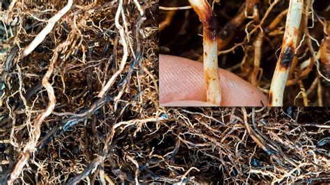 nematoides das lesoes radiculares pratylenchus guia completo