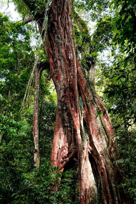 High Pine Tree In Sumatra Rainforest Untouched Enviroment In Indonesia