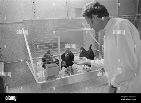 Animal Testing Rabbits Hi Res Stock Photography And Images Alamy