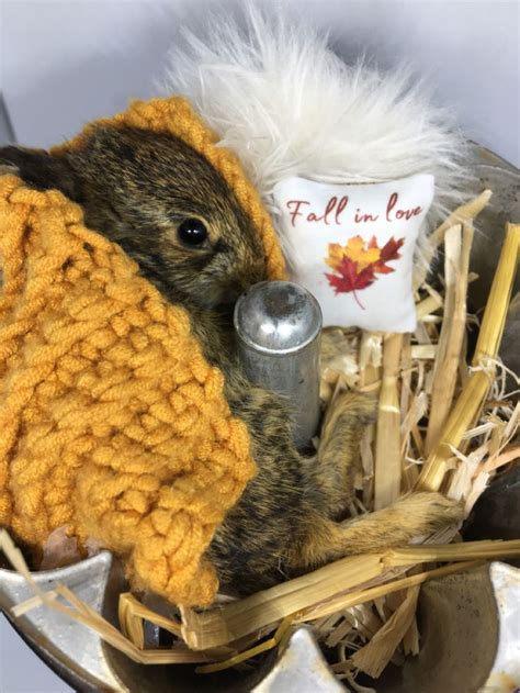 Taxidermy Baby Rabbit Bunny Taxidermy Baby Bunnies Bunny
