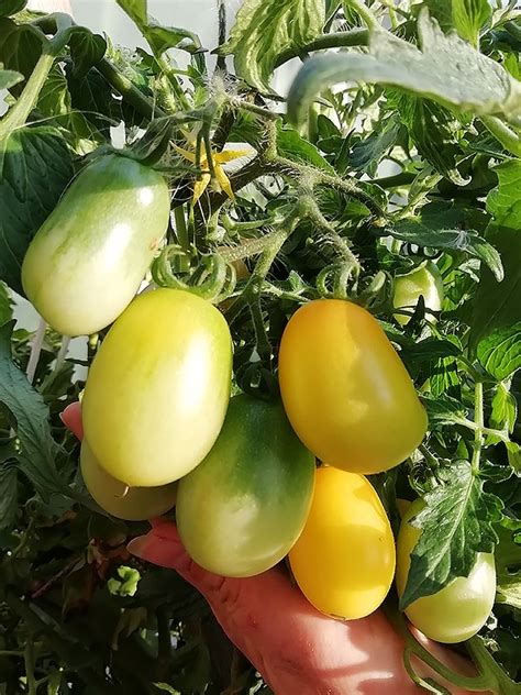 Томат Груша золотая ампельная (Golden Peardrop)