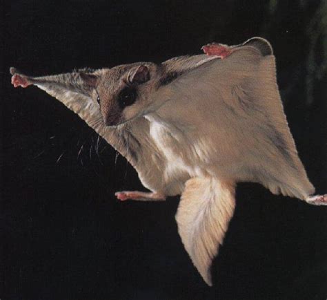 flying squirrel profile description odors life cycle diet