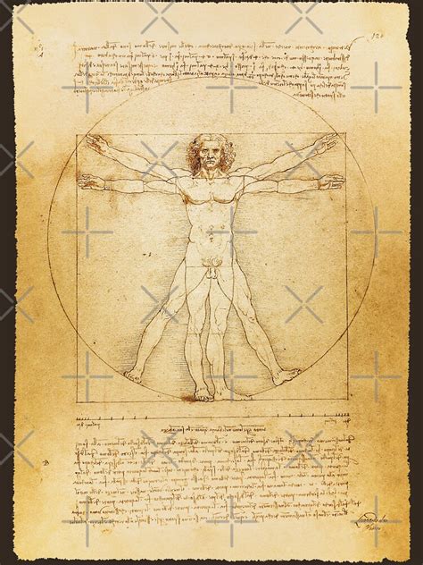 Leonardo Da Vinci Vintage Sketch The Vitruvian Man The Proportions Of