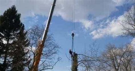 Boom Verwijderen Boom Kappen Stronken Frezen A Van Spelde Hoveniers