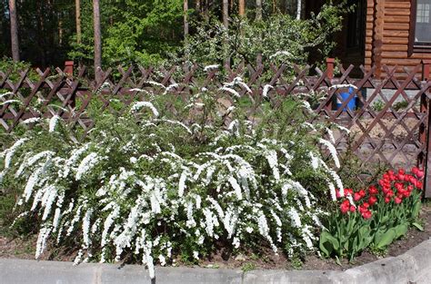 Спирея в ландшафтном дизайне (62 фото) - красивые картинки и HD фото