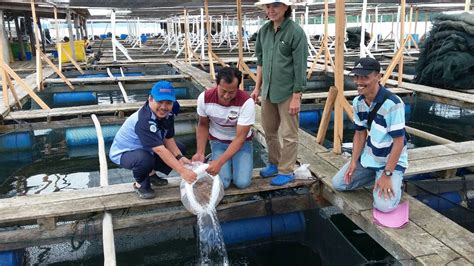 Produksi Perikanan Budidaya Selama 5 Tahun Terakhir Tumbuh 4 97