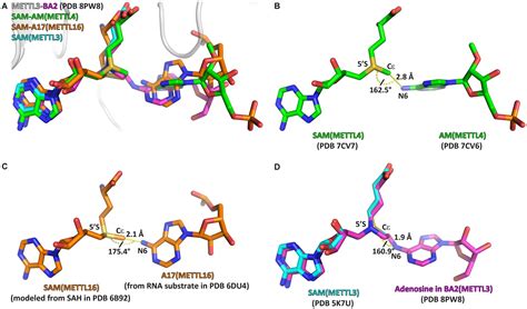 The Catalytic Mechanism Of The RNA Methyltransferase METTL3 ELife