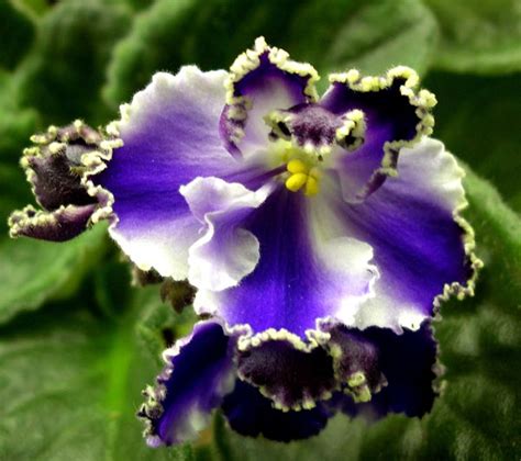 Фиалка ЛЕ-Есения