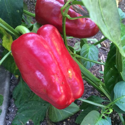 California Wonder Red Bell Pepper Live Plant | Tyler Farms