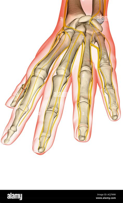 Nervios De La Mano