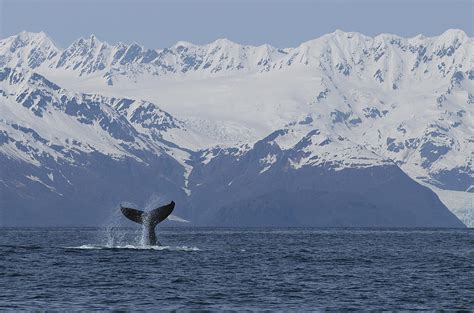 Humpback Whale Tail Alaska Photograph By Flip Nicklin Fine Art America