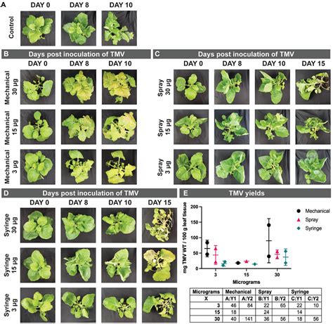 Frontiers Three Methods For Inoculation Of Viral Vectors Into Plants