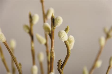 Pussy Willow Bouquet Primitives By Kathy