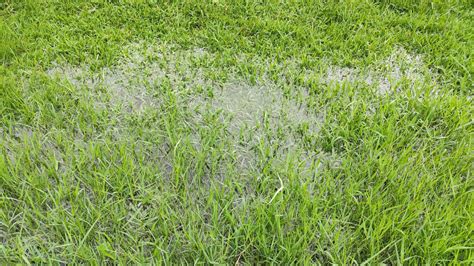 How To Fix A Waterlogged Lawn For A Healthy Yard Tom S Guide