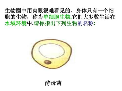 人教新课标版初中七上第二单元33只有一个细胞的生物体ppt课件1word文档在线阅读与下载免费文档