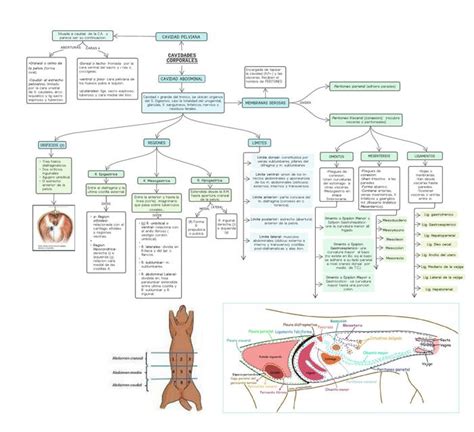 Mapa De Cavidad Abdominal Y P Lvica Membranas Serosas Estefany