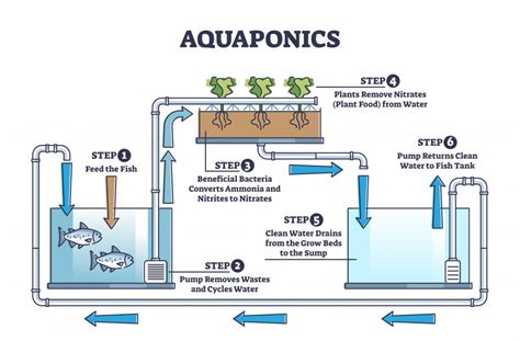 Aquaponic Systems For Homesteaders Countryside