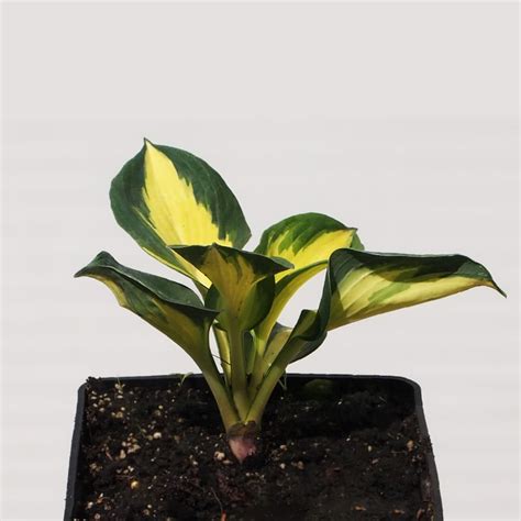 Хоста 'Thunderbolt' (Hosta 'Thunderbolt')