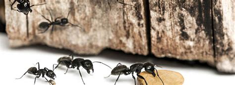 How To Find An Ant Nest