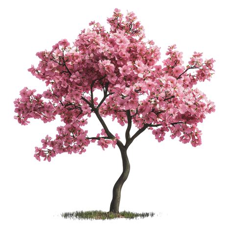 flowering tree with white flowers 2