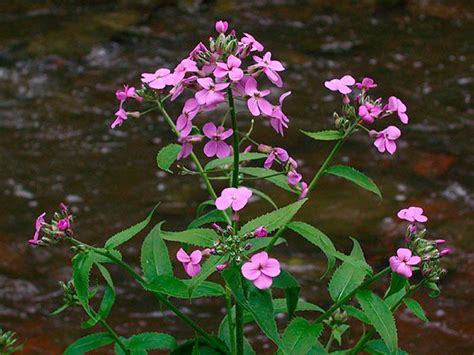 Ночная фиалка (Вечерница Матроны): посадка и уход за цветком