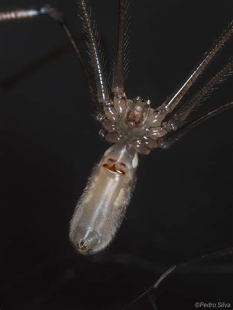 Pholcus Phalangioides É Venenosa - Pholcus phalangioides - Arácnidos Ibéricos | Iberian spiders