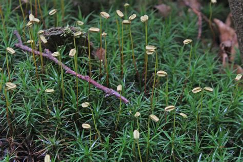 Polytrichum commune