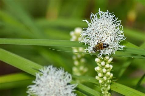 Abelha Poliniza A Flor No Jardim De Ver O Foto Premium