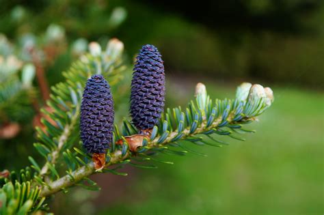 Pine Cones Photos, Download The BEST Free Pine Cones Stock Photos & HD ...