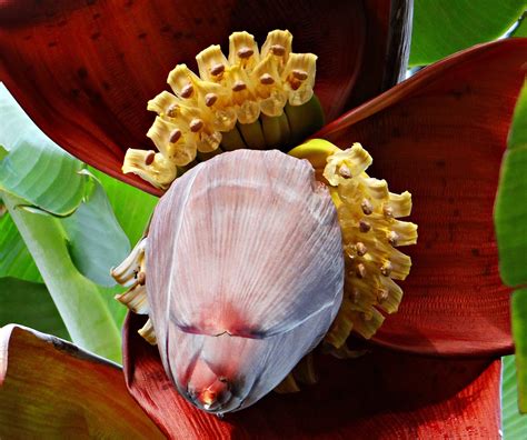 Banana Blossom Tree Free Photo On Pixabay Pixabay