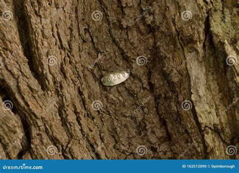 Tree Identification Fruit White Oak Quercus Alba Royalty Free Stock