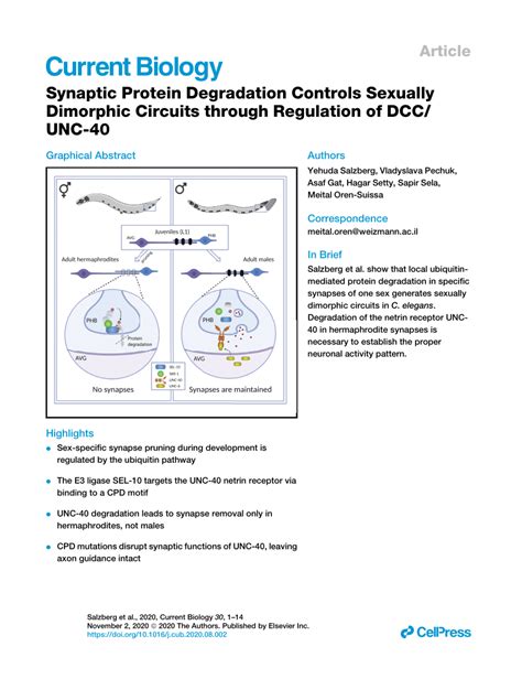 Pdf Synaptic Protein Degradation Controls Sexually Dimorphic Circuits