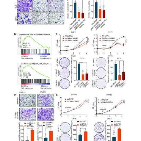 Ccmalnc Promotes The Proliferation And Invasion Of Crc Cells A A