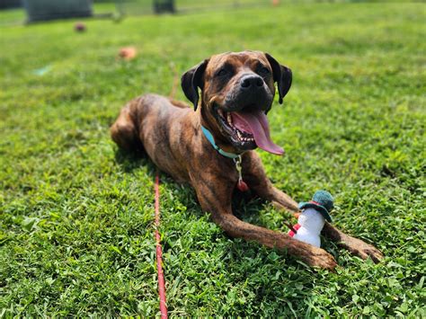 Town Of Saugerties Animal Shelter - *Sadie* Shy but sweet once she