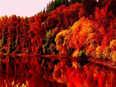 red autumn trees wallpaper