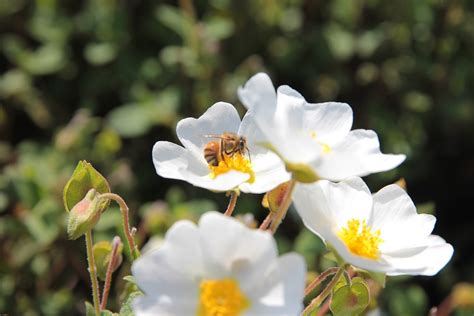 Cistus Hybridus Laden White - Free photo on Pixabay - Pixabay