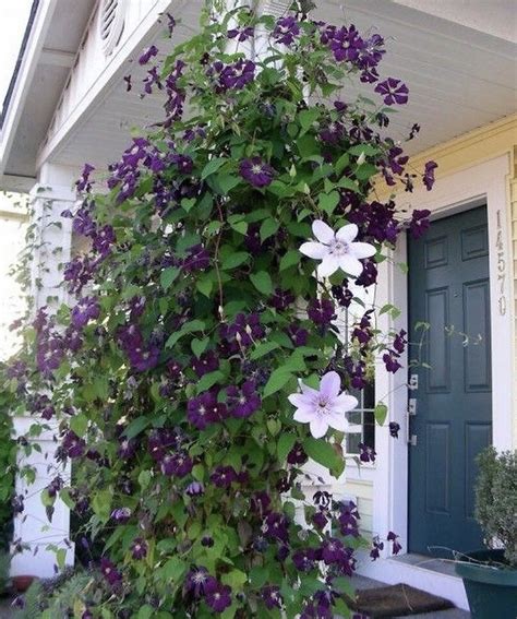 Клематис на участке (70 фото) - фото - картинки и рисунки: скачать ...