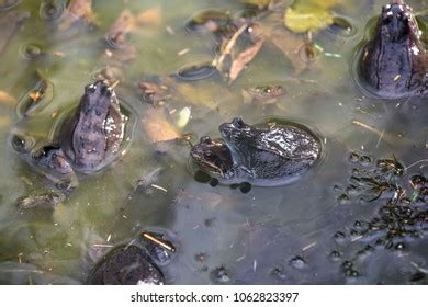 Frogs Having Sex Photos Images Pictures Shutterstock