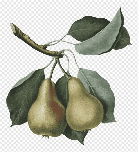 Груша деведжи - фото и картинки: 61 штук