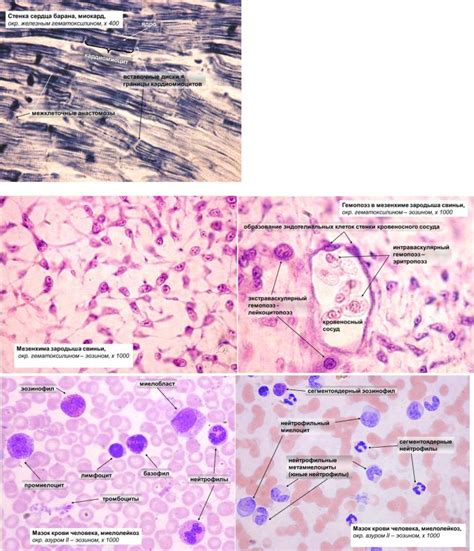 общие препараты
