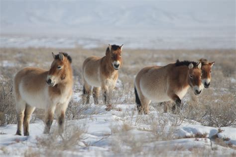 mongolian wild horses