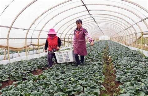 雲南霑益：蔬菜種植帶動農民脫貧增收 每日頭條