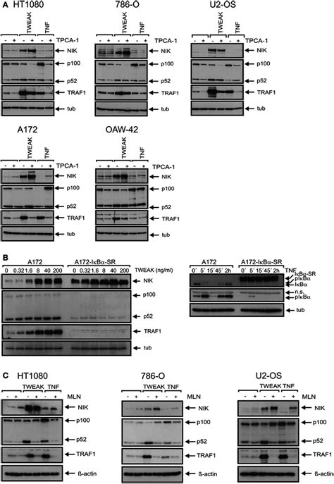 The two NFκB signaling pathways are of varying cell type-specific ...