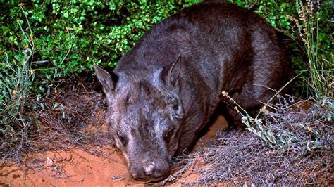 Wombat Bite