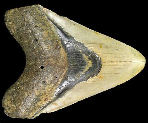 North Carolina State Fossil - Megalodon Shark Tooth - FossilEra.com