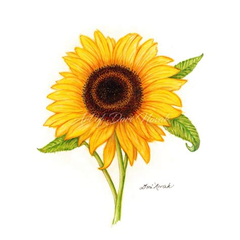 Sunflower - Dori Novak Artist