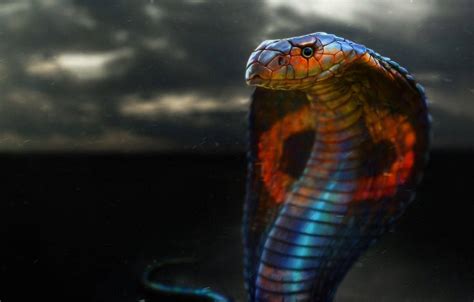 [100+] King Cobra Wallpapers | Wallpapers.com